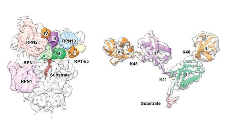 Atomic-level view of proteasome logic deciphers branched ubiquitin signals