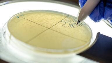 Viral RNA switch changes understanding of bacteriophage infection mechanism