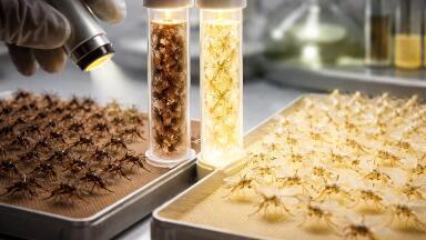 Colour-coded gene for sex separation to combat disease-carrying mosquitoes
