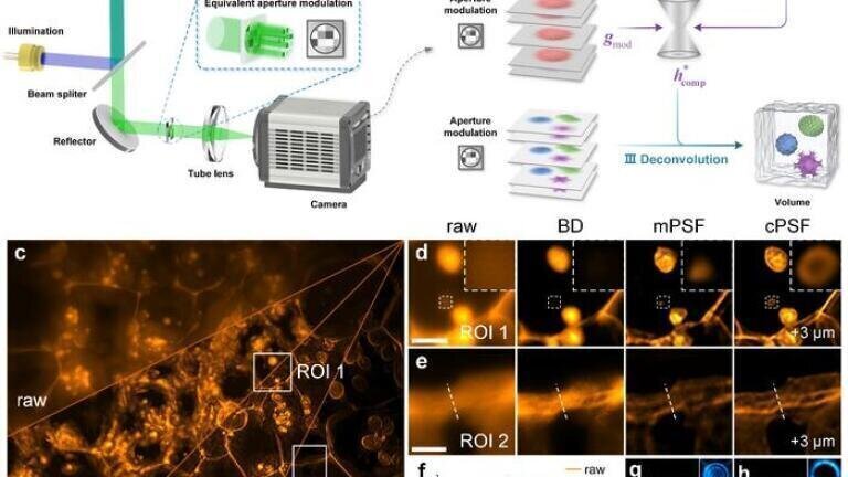 Point spread function decoupling and deconvolution. (a) Schematic of computational fluorescence microscopy. (b) Workflow of point spread function decoupling, using a fluorescent sample as a modulator and its wide-field deconvolution as a sample prior to optimise the system point spread function for subsequent deconvolution. (c) Maximum-intensity projection of a z-stack from a potato tuber sample. (d, e) Enlarged x–y views at selected regions of interest comparing raw and deconvolved images using blind deconvolution, measured point spread function and computed point spread function. (f) Cross-sectional intensity profiles from regions marked in (e). (g, h) Three-dimensional profiles with central y–z and marginal x–y slices for measured and computed point spread functions. Scale bars: 100 μm (c), 20 μm (d), 15 μm (e, g, h). Credit: Zewei Cai et al.