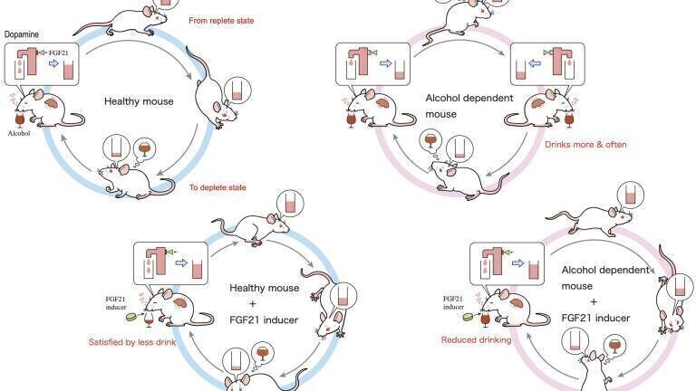 How the FGF21-oxytocin-dopamine system regulates alcohol consumption. Credit: Yoh Izumori