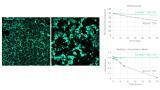 Sharper, brighter dyes for spatial imaging