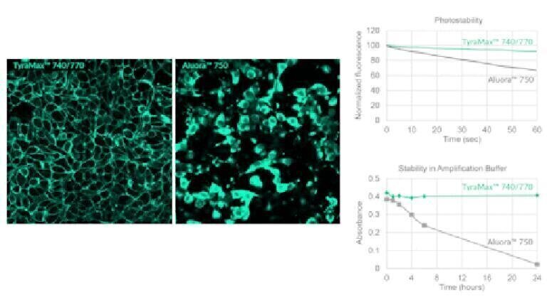 Sharper, brighter dyes for spatial imaging