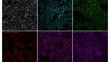 Rapid, selective labelling of cell surface glycoproteins