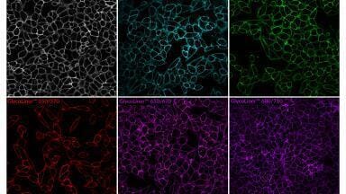 Rapid, selective labelling of cell surface glycoproteins