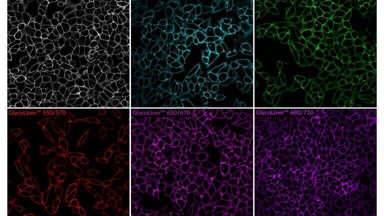 Rapid, selective labelling of cell surface glycoproteins