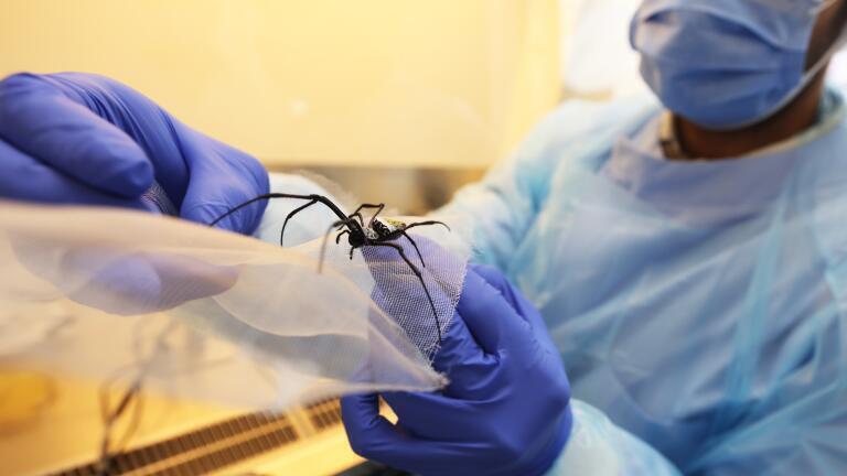 Newrotex develop innovative silk-based medical devices for nerve repair using natural silk fibres produced by Golden Orb Weaver spiders. Credit: Ed Nix