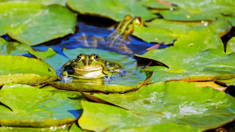 Tropical amphibians show resistance to deadly fungal pandemic, study finds