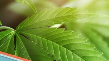 Buyer’s guide shows how cannabis and hemp producers can bring GC testing in-house