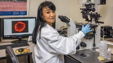 UConn team has developed bovine embryonic stem cells to support cultivated meat and biomedical research