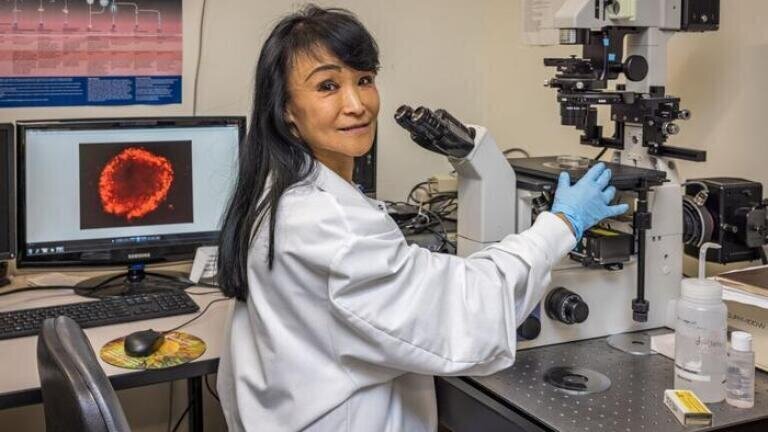 UConn team has developed bovine embryonic stem cells to support cultivated meat and biomedical research