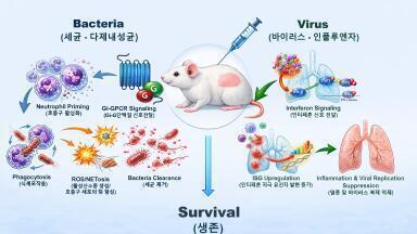 Immune priming shows protection against lethal bacterial and viral infections