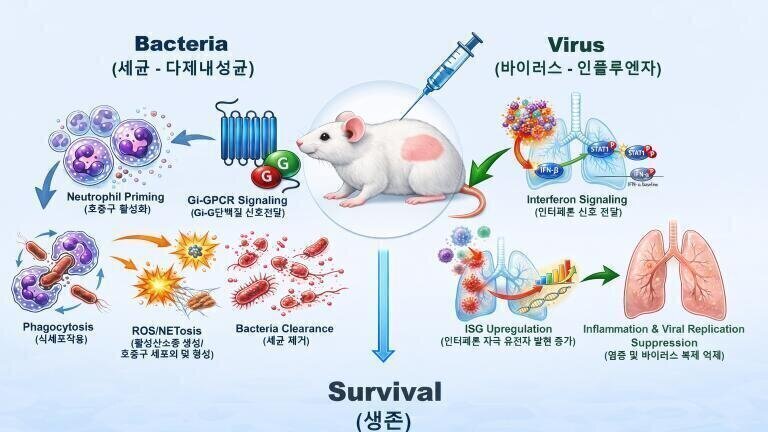 Immune priming shows protection against lethal bacterial and viral infections