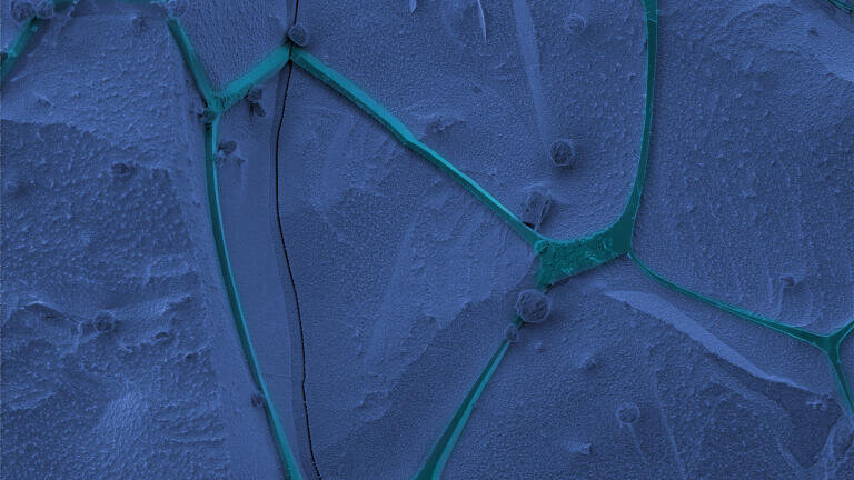 Pseudo-coloured SEM image of eutectic ice, with the concentrated brine channels where the reactions take place highlighted in light blue, ice crystals in dark blue. Credit: Microscopy image by James Attwater, pseudo-colour processing Elfy Chiang