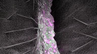 Multicolour electron microscopy unites molecular colour and nanometre structure into a single 2D imaging platform