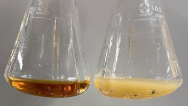 Bioengineered E. coli could allow for industrial-scale plant-derived drugs