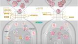 Hijacking cancer’s messengers: Reprogrammed EVs deliver drugs with precision