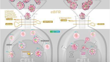 Hijacking cancer’s messengers: Reprogrammed EVs deliver drugs with precision