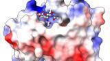 Sugar molecules reveal a hidden vulnerability in deadly bacteria