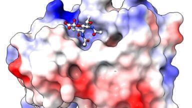 Sugar molecules reveal a hidden vulnerability in deadly bacteria