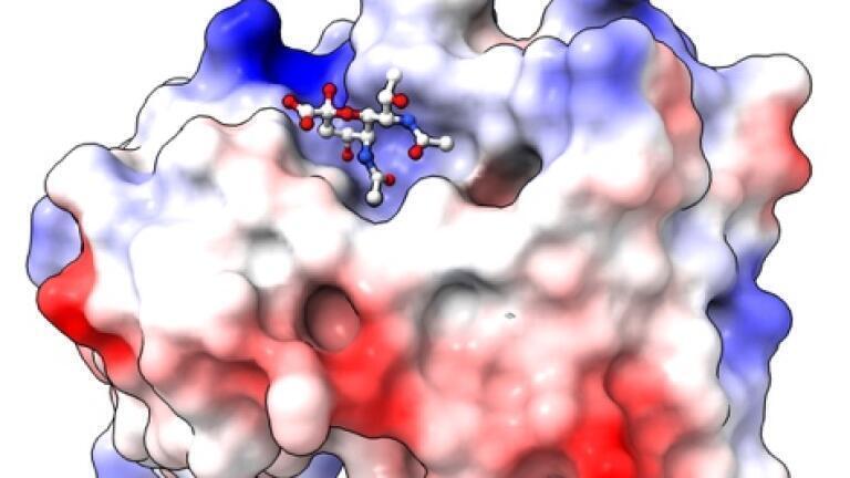 Sugar molecules reveal a hidden vulnerability in deadly bacteria