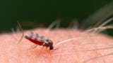 Cold-tolerant Culicoides midges may fuel future bluetongue virus outbreaks