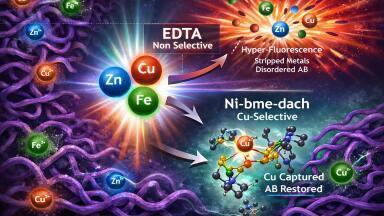 Real-time imaging reveals how copper drives amyloid-beta plaques aggregation in Alzheimer’s disease progression