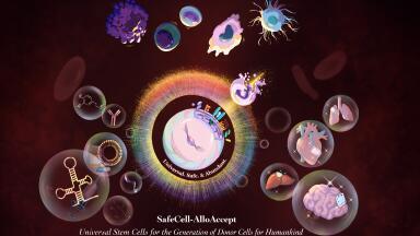 Engineered human pluripotent stem cells evade immune rejection in mouse model