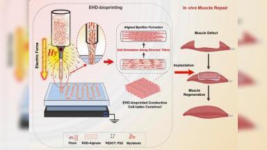 Electric-field bioprinting has aligned lab-grown muscle fibres to mimic real tissue