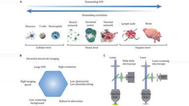Imaging inside living tissue could help researchers connect cells to whole organs
