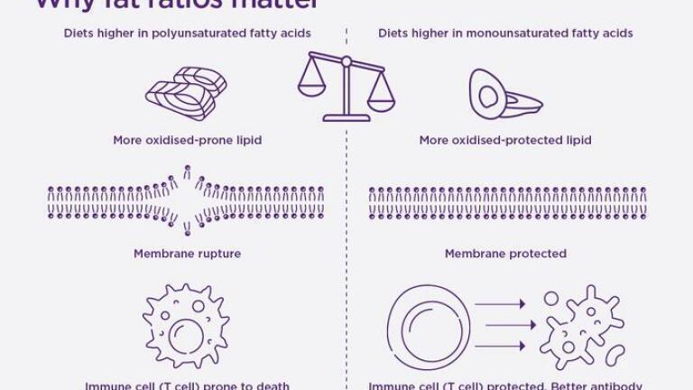 Diets with a lower ratio of polyunsaturated fatty acids to monounsaturated fatty acids make T cells more resilient and resistant to cell death. Credit: The University of Queensland
