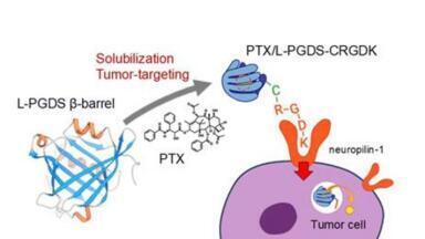 Targeted lipocalin delivery system boosts paclitaxel's solubility, tumour suppression