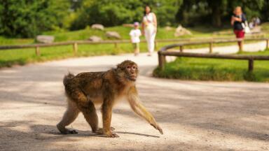 Researchers reveal Barbary macaque genome map