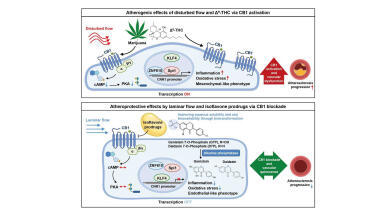 Soy isoflavones show protective effects in atherosclerosis study