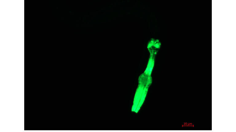 Microscopic nematode worms will be used to study life in space. Credit: UK Space Agency