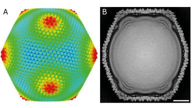 Cryo-EM study resolves giant virus Melbournevirus at near-atomic detail