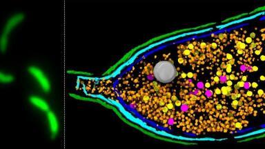 Ancient viruses serving as gene delivery couriers to help bacteria resist antibiotics