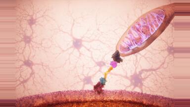 MitoCatch targets precision delivery of healthy mitochondria to diseased cells