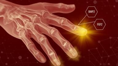 Mammalian regeneration could occur by use of sequential growth factor signalling