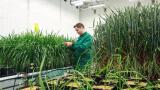 Wild Bioscience scales climate-resilient crops at Milton Park