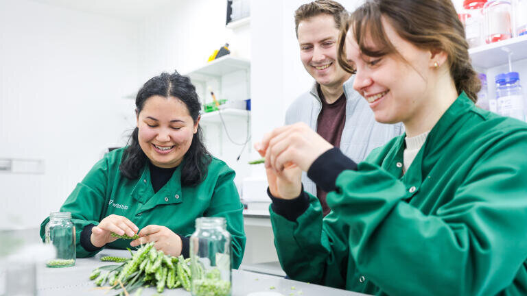 Wild Bioscience technicians Tabitha Furman-Woodvine and Gracie Hammond harvesting wheat with co-founder and CEO Ross Hendron in the newly extended facilities at Milton Park, Oxfordshire. Credit Aurelien Langlais
