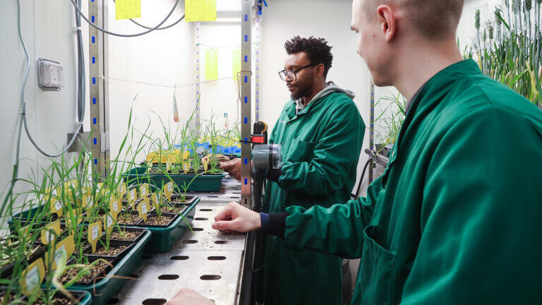 Wild Bioscience crop facility coordinator Isaac Adegboye and technician Max Finlay carrying out plant care checks at Milton Park, Oxfordshire. Credit Aurelien Langlais