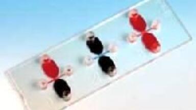 New Chemotaxis Slides Are Released...