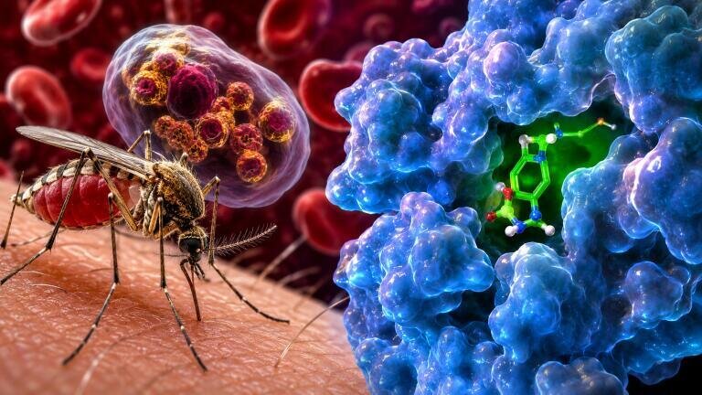 Malaria enzyme offers promising route for safe and novel antimalarial drug discovery