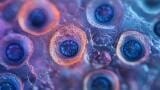 Worm infections rebound after community treatment ends in Malawi