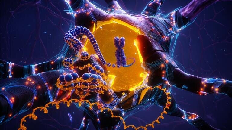 Longevity-linked APOE2 gene variant may protect from Alzheimer’s-linked damage