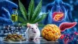 Metabolic study of cannabis extract points to protection against diabetes