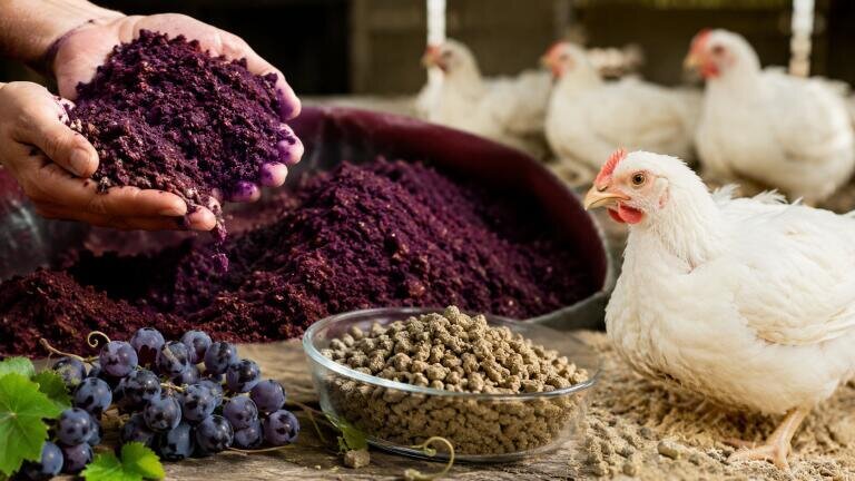 Winemaking waste, grape pomace, could replace antibiotics in chicken feed and potentially limit antimicrobial resistance