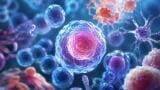 Proteins help stem cells stay unchanged until the body needs them to specialise