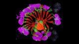 Lab-grown kidney organoids set to recast research landscape into kidney disease